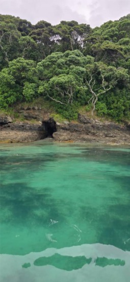 Clear turquoise water beside native bush in Northland, New Zealand